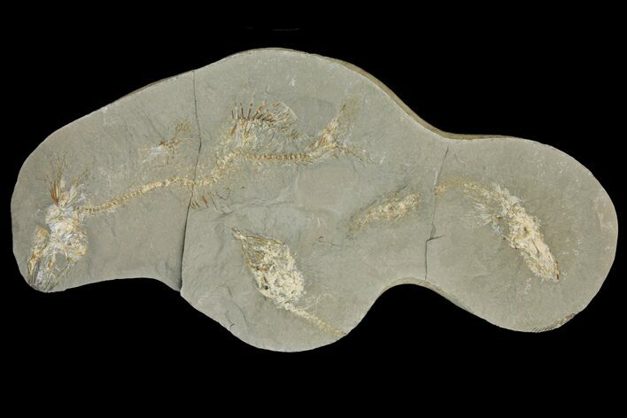 Fossil Capelin Fish (Mallotus) Nodule - Canada #136152